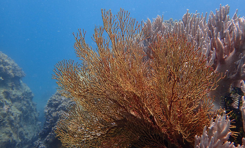 以潛水員的身份花式說(shuō)愛你