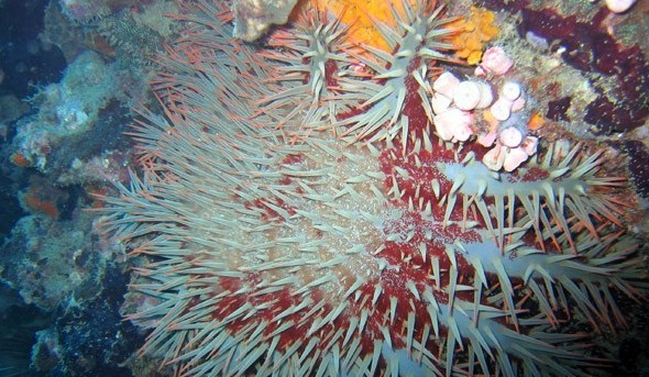 水下被海洋生物傷害到了該怎么辦？